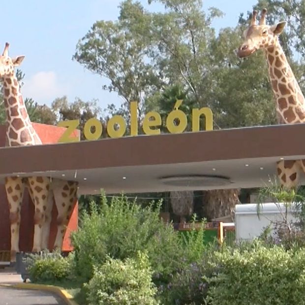 Muere Cebra y Nace Mono Araña en el Zoológico de León, Guanajuato.